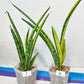 Sansevieria Lobal Kenya Var | Choose Your Own Rare Plant | (G2)(1~4)