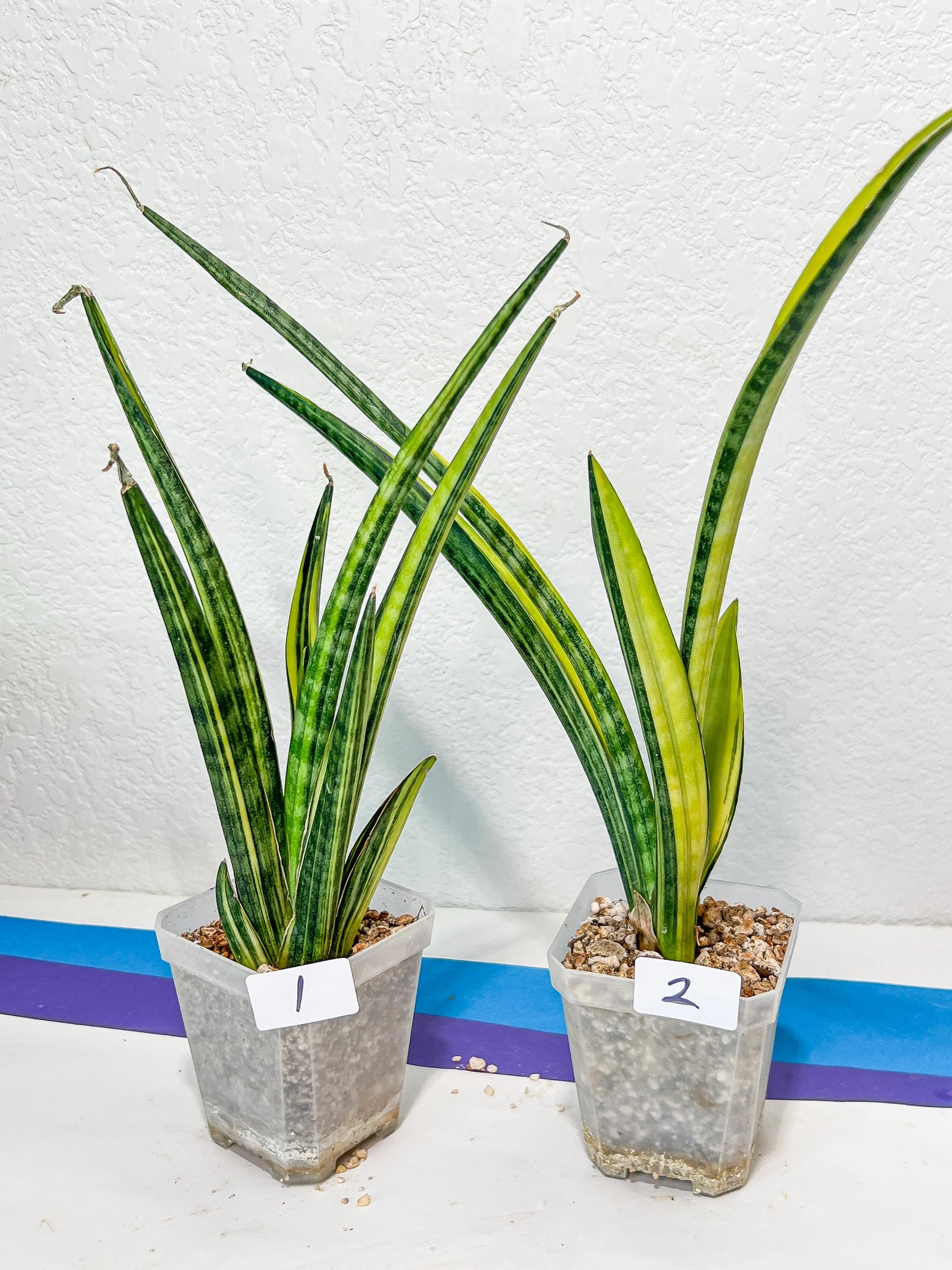 Sansevieria Lobal Kenya Var | Choose Your Own Rare Plant | (G2)(1~4)