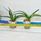 Sansevieria Lobal Kenya Var | Choose Your Own Rare Plant | (G2)(1~4)