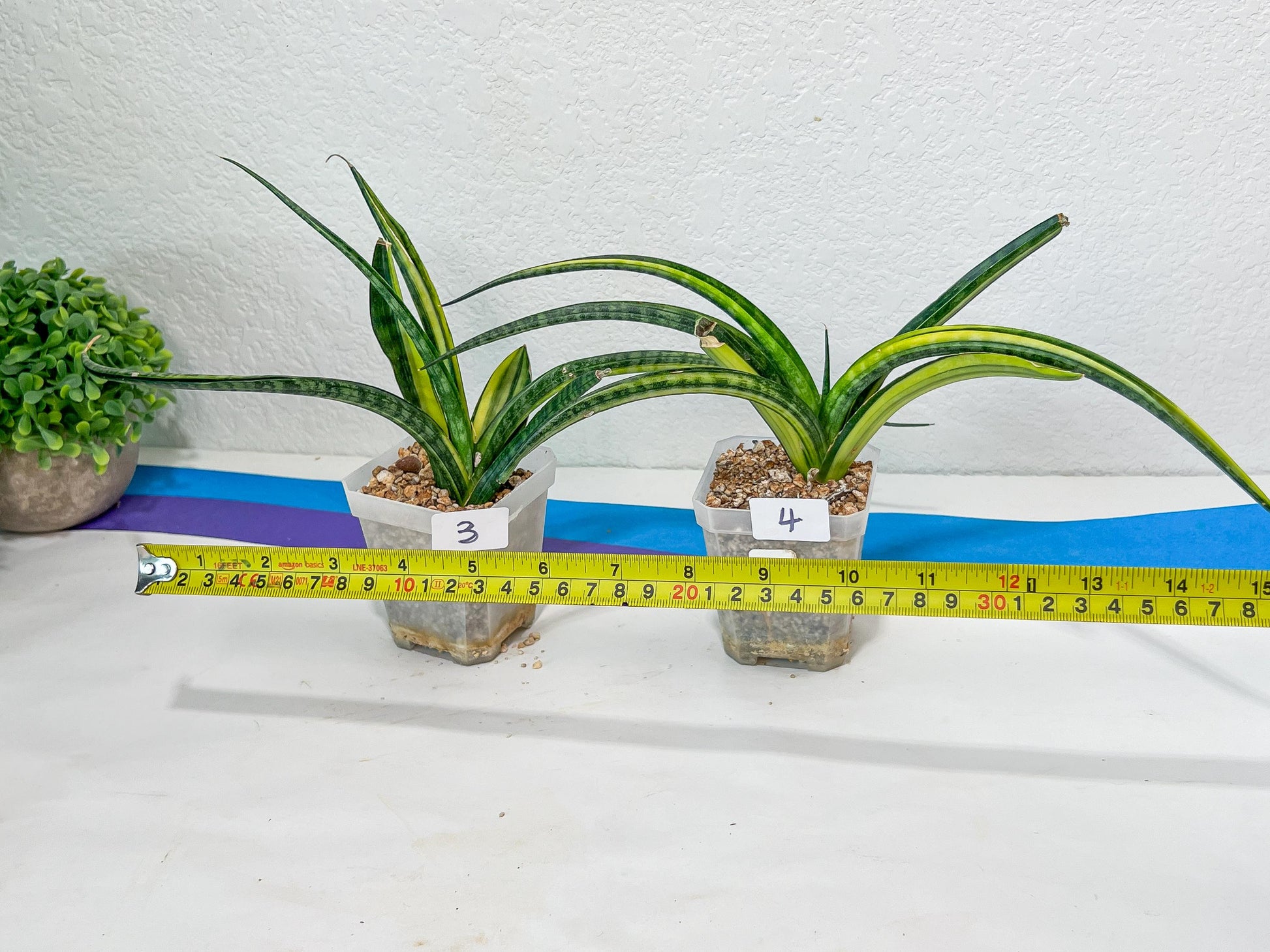 Sansevieria Lobal Kenya Var | Choose Your Own Rare Plant | (G2)(1~4)