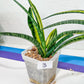 Sansevieria Lobal Kenya Var | Choose Your Own Rare Plant | (G2)(1~4)