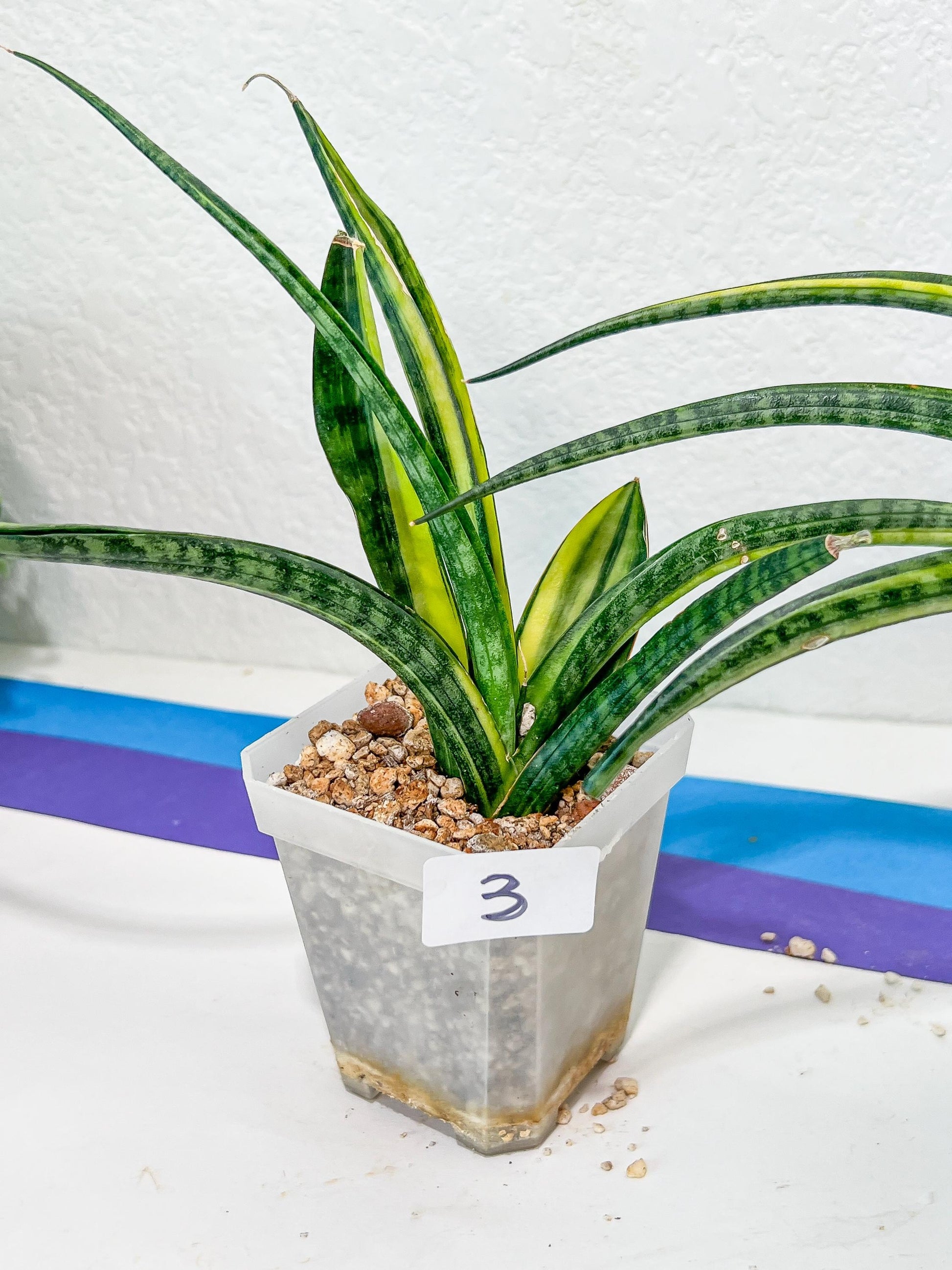 Sansevieria Lobal Kenya Var | Choose Your Own Rare Plant | (G2)(1~4)