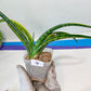 Sansevieria Lobal Kenya Var | Choose Your Own Rare Plant | (G2)(1~4)