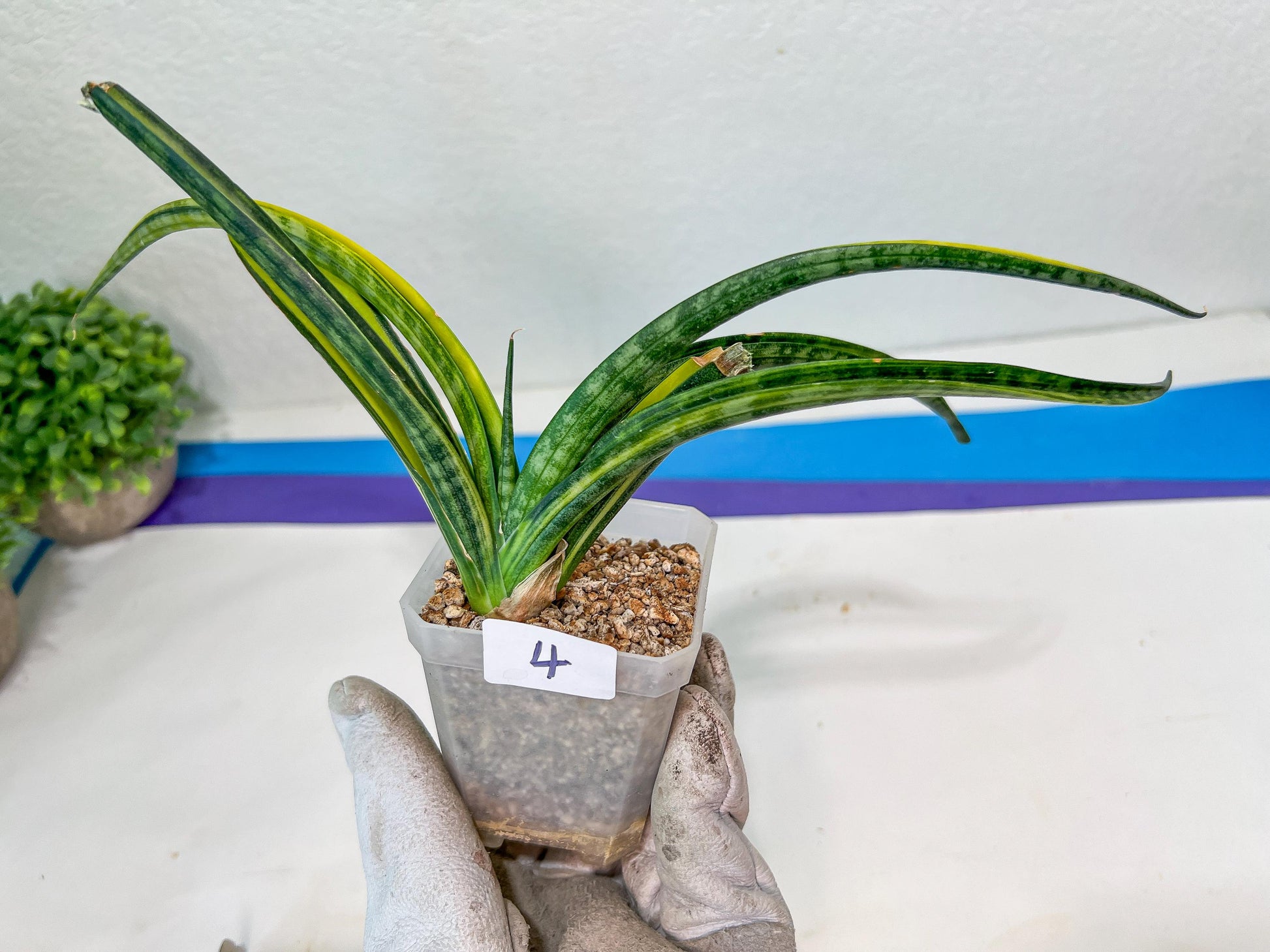 Sansevieria Lobal Kenya Var | Choose Your Own Rare Plant | (G2)(1~4)