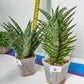 Sansevieria Bunterng | Choose Your Own Rare Plant | (G2)(5~6)