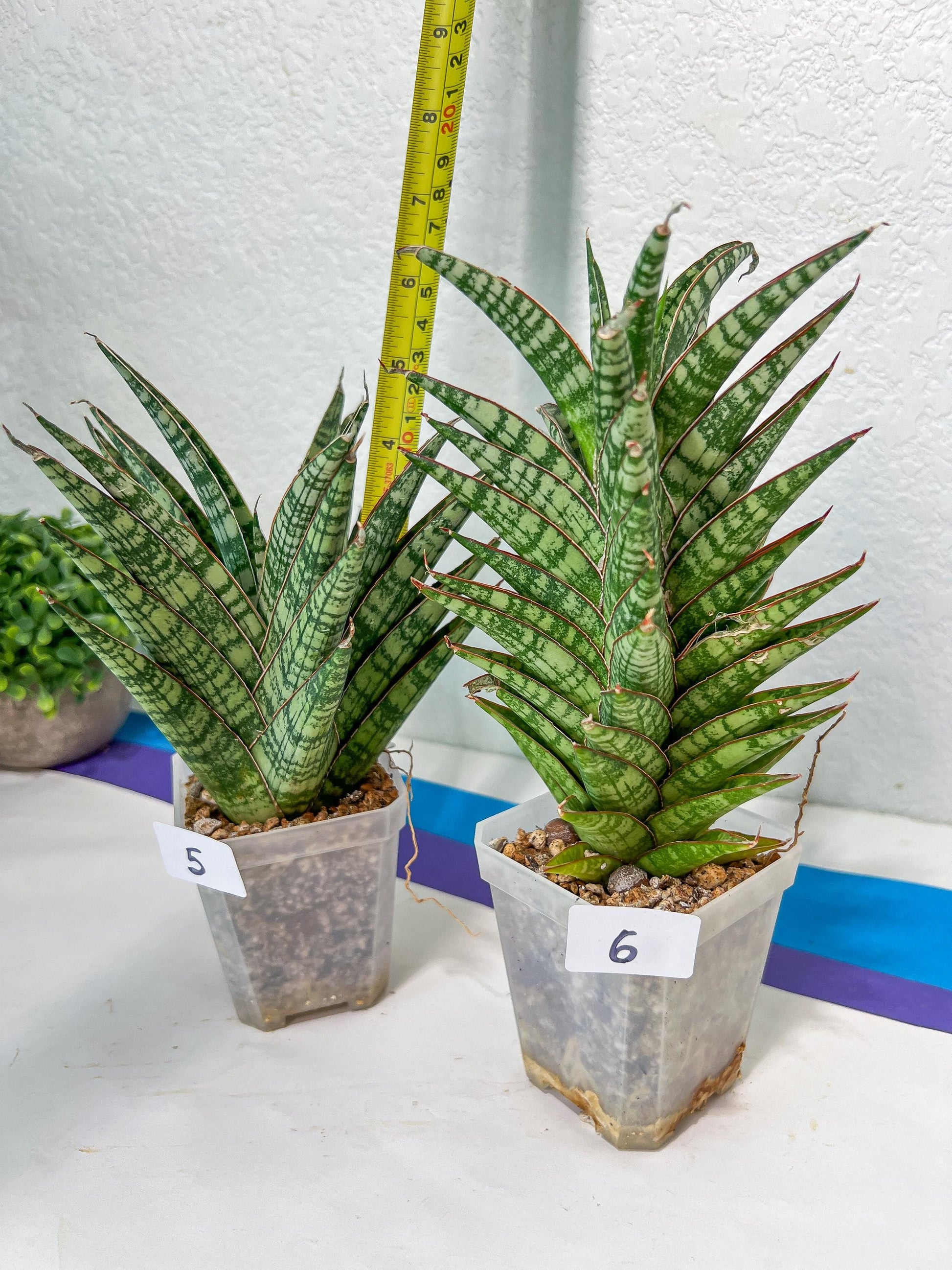 Sansevieria Bunterng | Choose Your Own Rare Plant | (G2)(5~6)