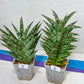 Sansevieria Bunterng | Choose Your Own Rare Plant | (G2)(5~6)