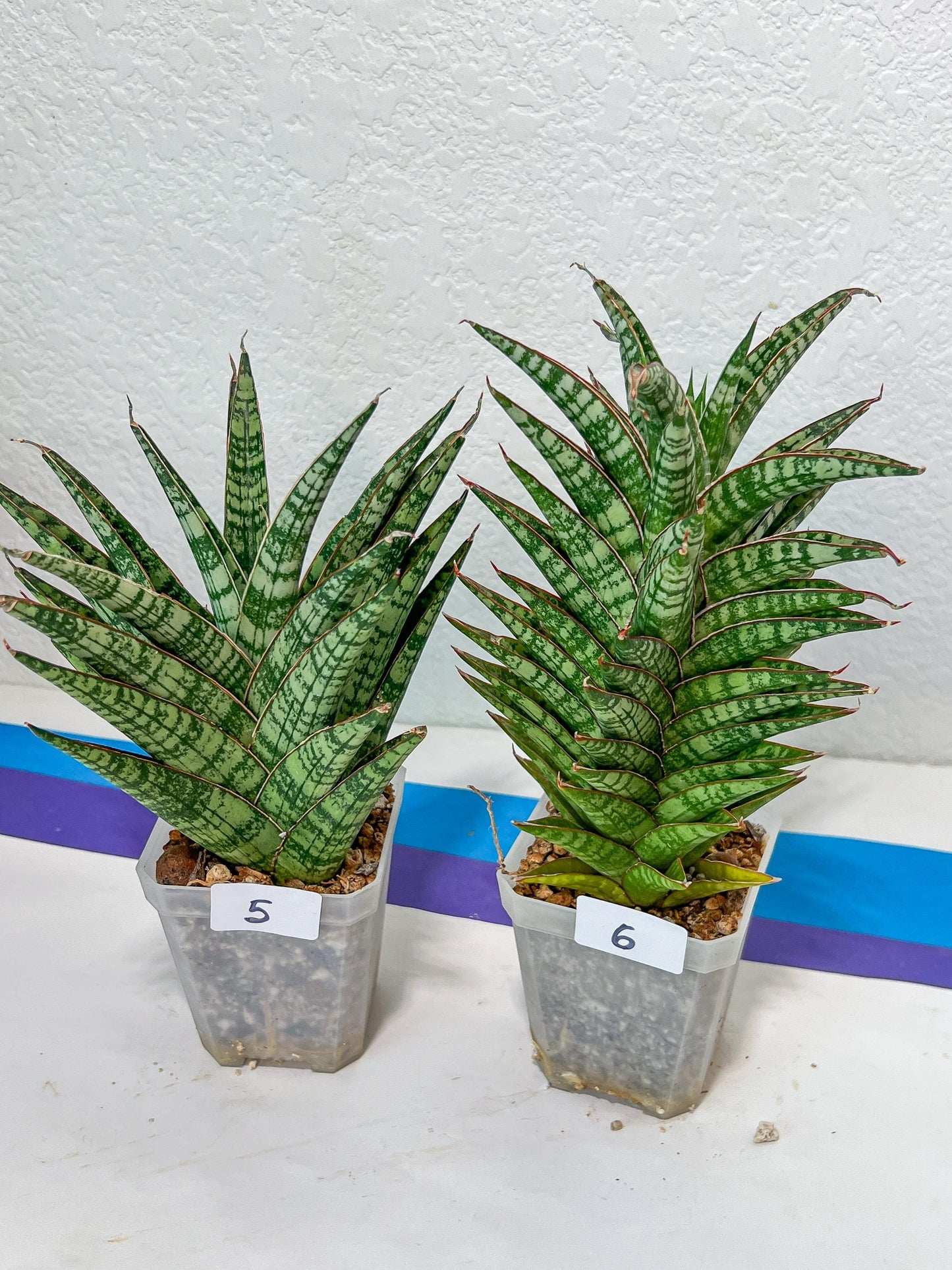 Sansevieria Bunterng | Choose Your Own Rare Plant | (G2)(5~6)