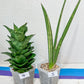 Sansevieria Rare Collections 2.5" Pot | Plant names listed in descriptions. More photos available on request (G1/1~9)