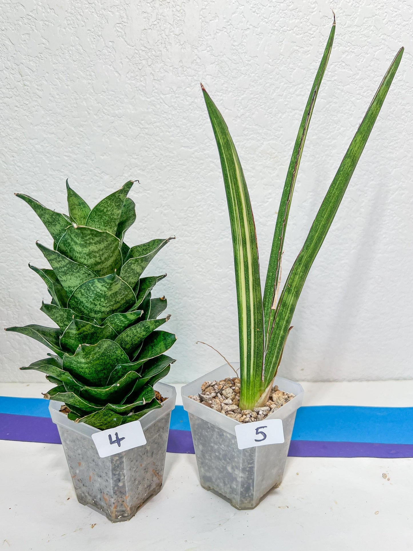 Sansevieria Rare Collections 2.5" Pot | Plant names listed in descriptions. More photos available on request (G1/1~9)