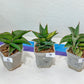 Sansevieria Rare Collections 2.5" Pot | Plant names listed in descriptions. More photos available on request (G1/1~9)