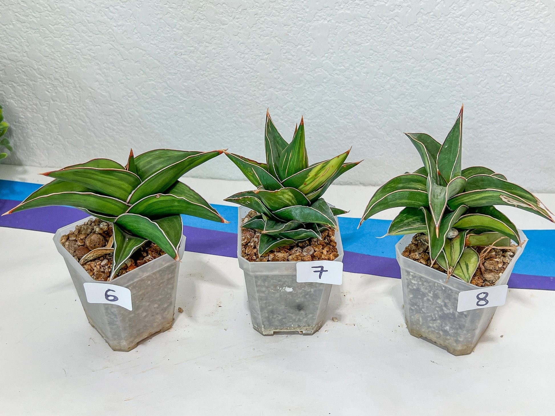 Sansevieria Rare Collections 2.5" Pot | Plant names listed in descriptions. More photos available on request (G1/1~9)