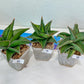 Sansevieria Rare Collections 2.5" Pot | Plant names listed in descriptions. More photos available on request (G1/1~9)