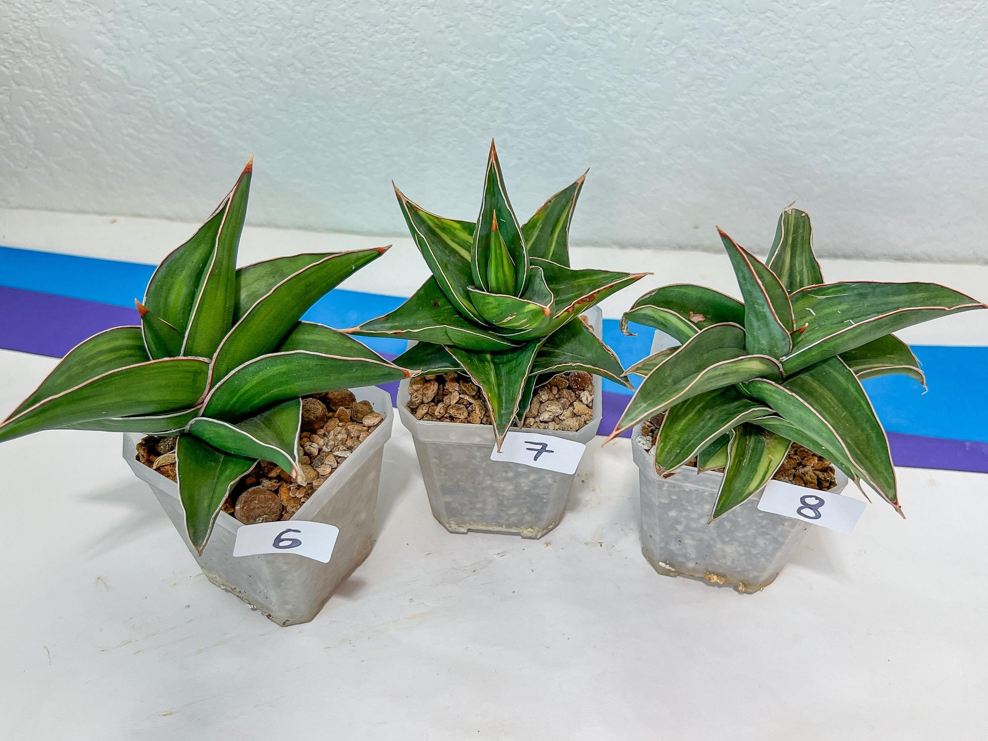 Sansevieria Rare Collections 2.5" Pot | Plant names listed in descriptions. More photos available on request (G1/1~9)