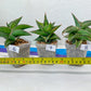 Sansevieria Rare Collections 2.5" Pot | Plant names listed in descriptions. More photos available on request (G1/1~9)