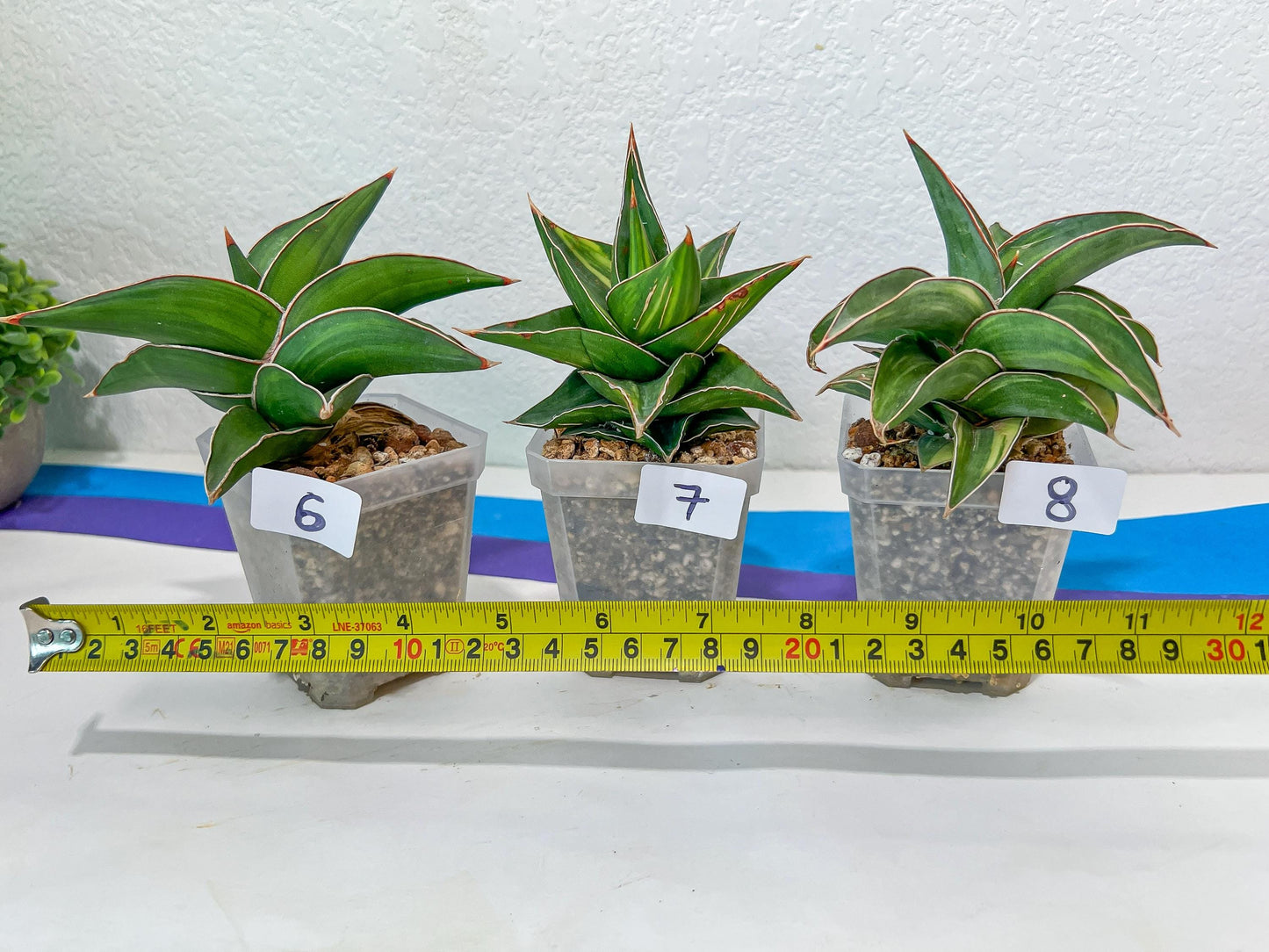 Sansevieria Rare Collections 2.5" Pot | Plant names listed in descriptions. More photos available on request (G1/1~9)