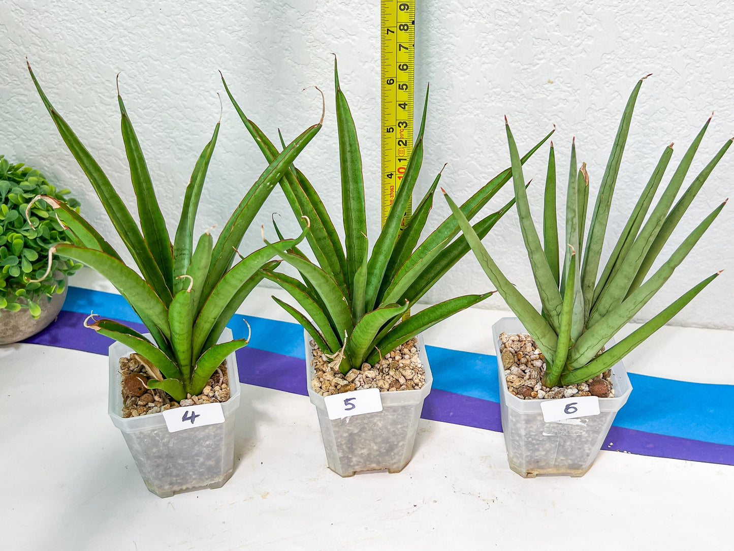 Sansevieria Rare Collections 2.5" Pot | Plant names listed in descriptions. More photos available on request (G4)