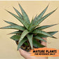 Sansevieria Lady Prang Pups | Rare Snake Plant | 2" Planter