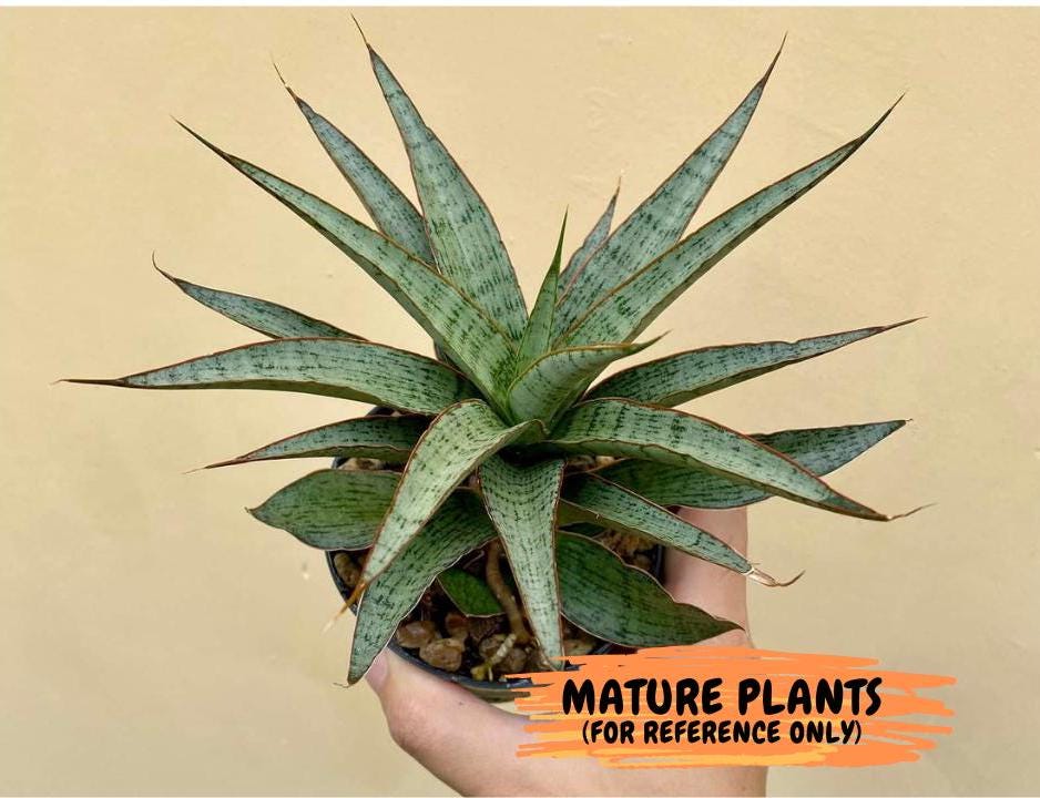 Sansevieria Lady Prang (ca4) (y) | Imported Hybrids
