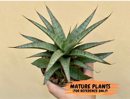 Sansevieria Lady Prang (ca4) (y) | Imported Hybrids