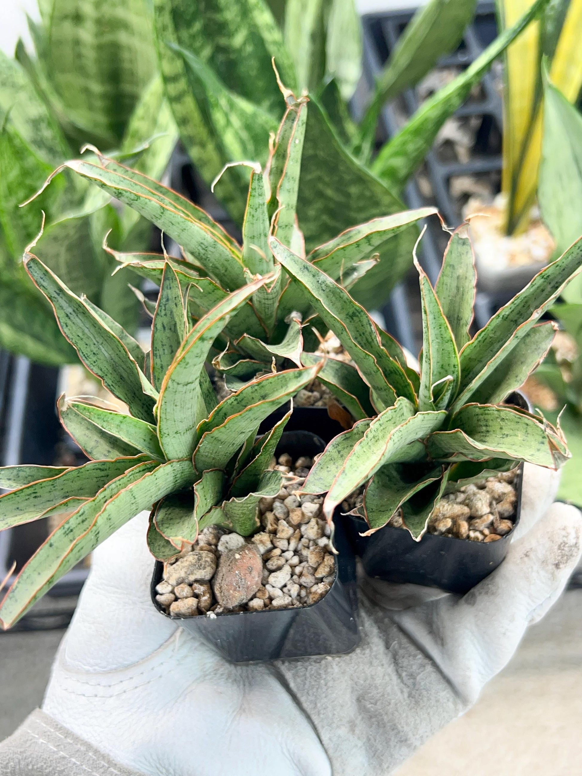 Sansevieria Lady Prang Pups | Rare Snake Plant | 2" Planter