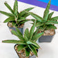 Sansevieria Lady Prang Pups | Rare Snake Plant | 2" Planter