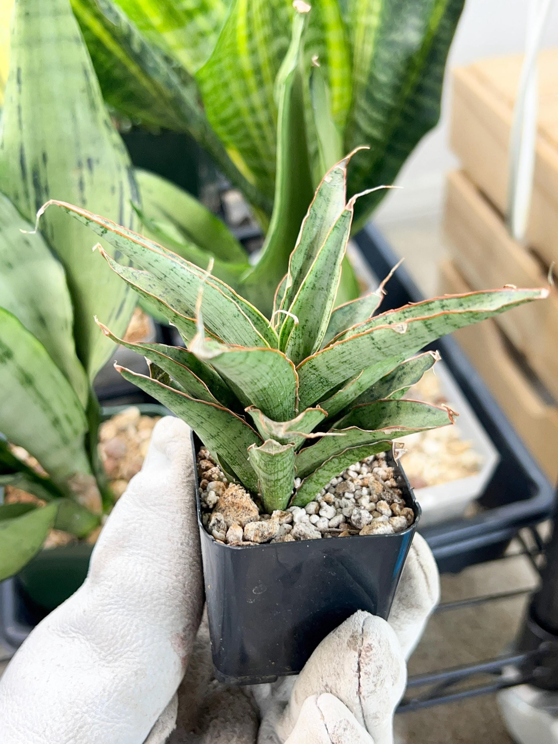 Sansevieria Lady Prang Pups | Rare Snake Plant | 2" Planter