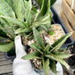 Sansevieria Lady Prang Pups | Rare Snake Plant | 2" Planter