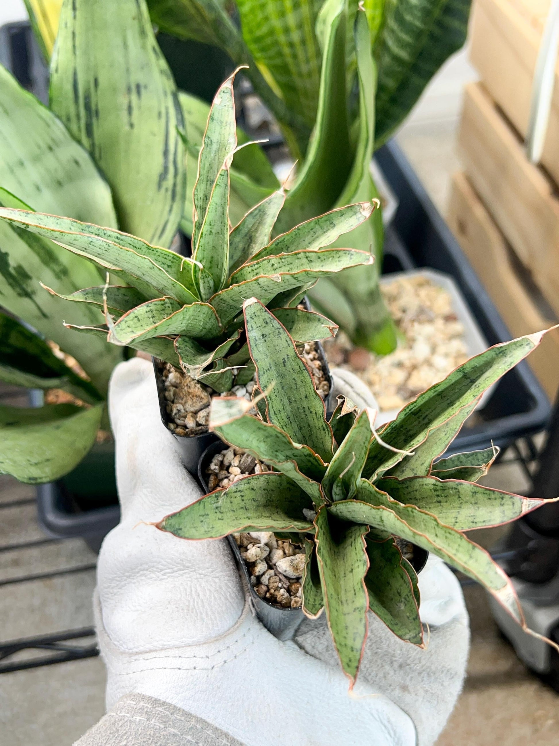 Sansevieria Lady Prang Pups | Rare Snake Plant | 2" Planter