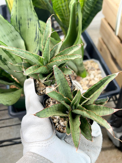 Sansevieria Lady Prang Pups (PH15) | Imported Plant