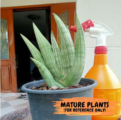 Sansevieria Supper Chubby (ca2) (p) | Rare House Plant