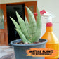 Sansevieria Supper Chubby (AC59) | Imported Snake Plants