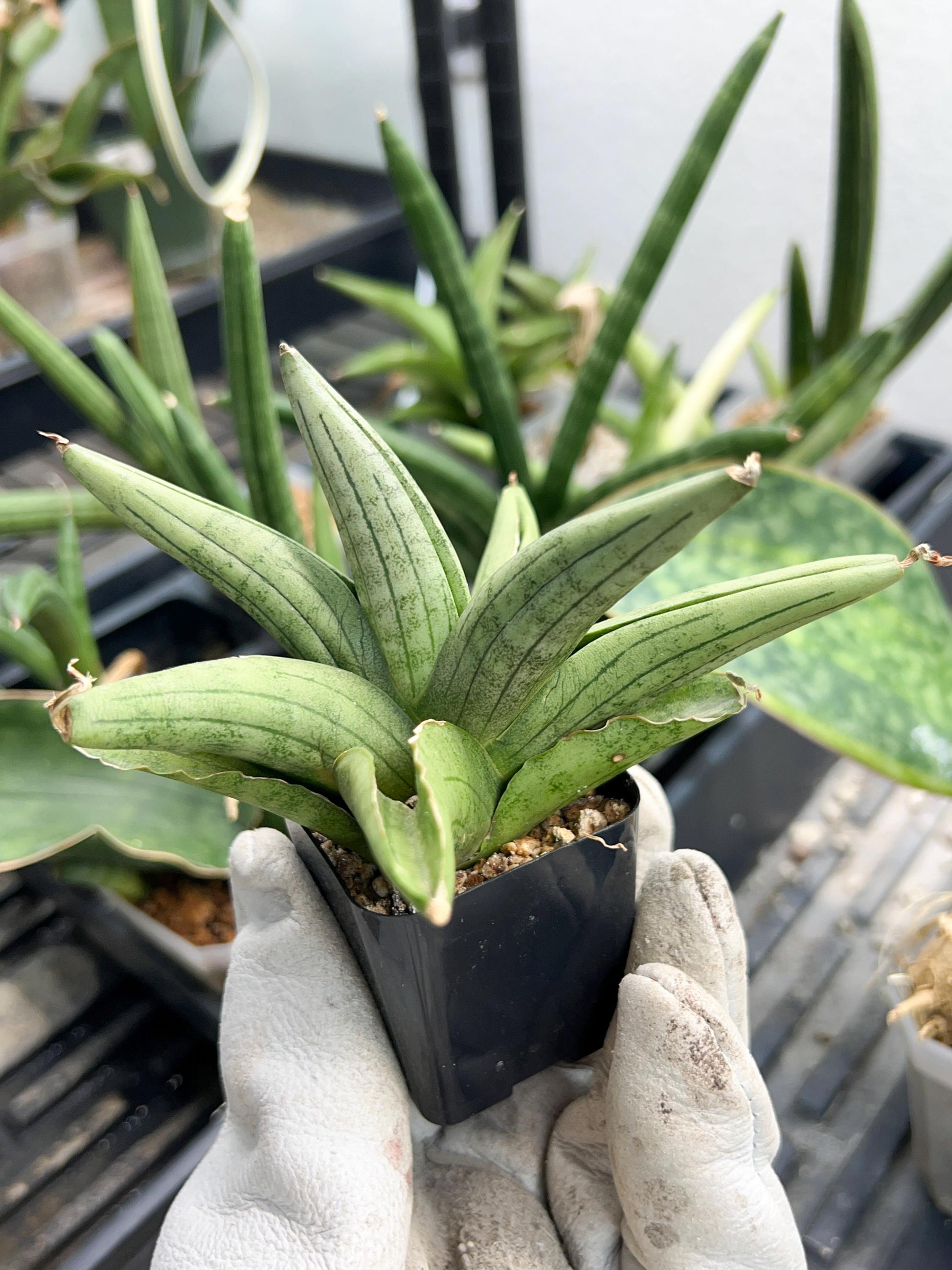 Sansevieria Supper Chubby | Rare Snake Plant | 2" Planter