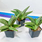 Sansevieria Supper Chubby | Rare Snake Plant | 2" Planter