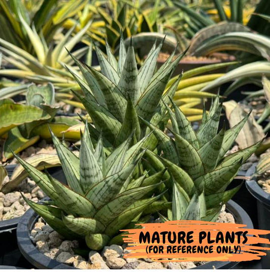 Sansevieria Peridot | Rare Snake Plant | 2" Planter