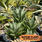 Sansevieria Peridot (PH14) | Imported Plants | Rare Hybrid Species