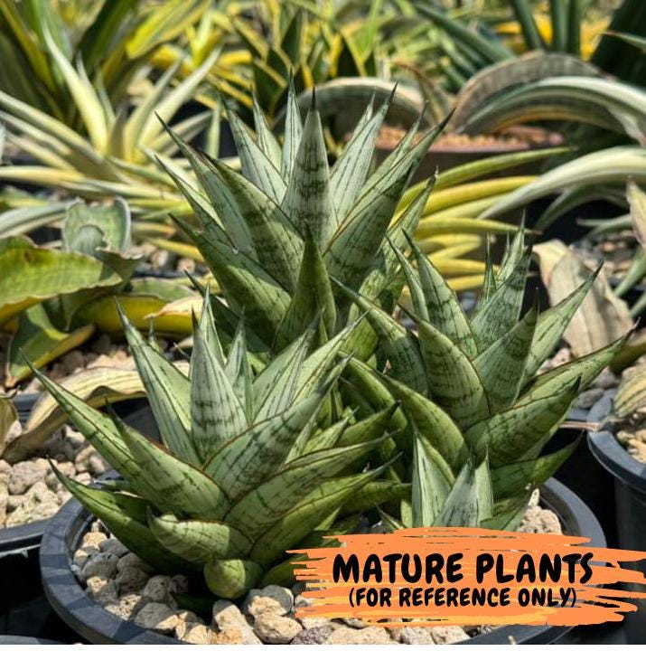 Sansevieria Peridot (Su1) (8) | Imported Sansevieria