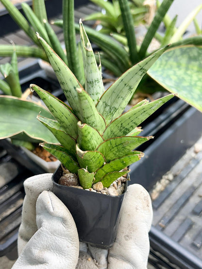 Sansevieria Peridot (PH14) | Imported Plants | Rare Hybrid Species
