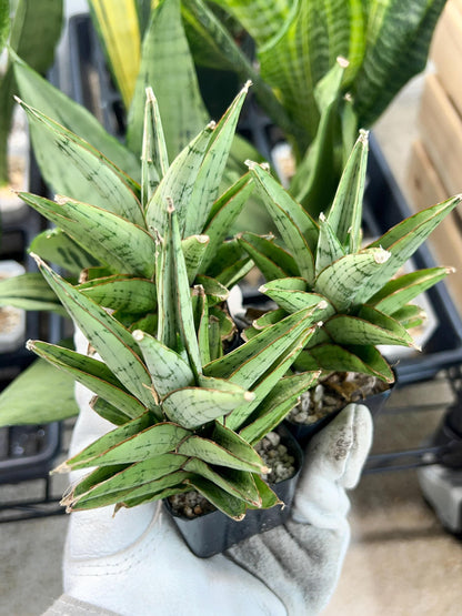 Sansevieria Peridot (PH14) | Imported Plants | Rare Hybrid Species
