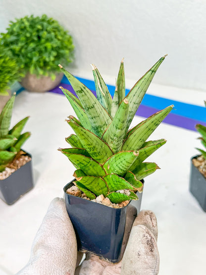 Sansevieria Peridot (PH14) | Imported Plants | Rare Hybrid Species