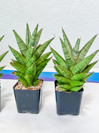 Sansevieria Peridot (PH14) | Imported Plants | Rare Hybrid Species