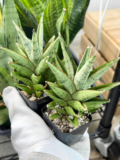 Sansevieria Peridot (PH14) | Imported Plants | Rare Hybrid Species