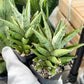 Sansevieria Peridot (PH14) | Imported Plants | Rare Hybrid Species