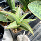 Sansevieria Chao Praya (#AC43) | Imported Indoor Snake Plant | 2" Planter