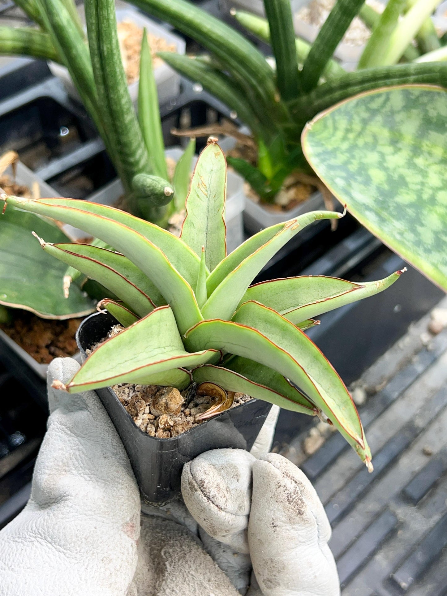 Sansevieria Chao Praya (#AC43) | Imported Indoor Snake Plant | 2" Planter