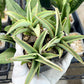 Sansevieria Chao Praya (#AC43) | Imported Indoor Snake Plant | 2" Planter