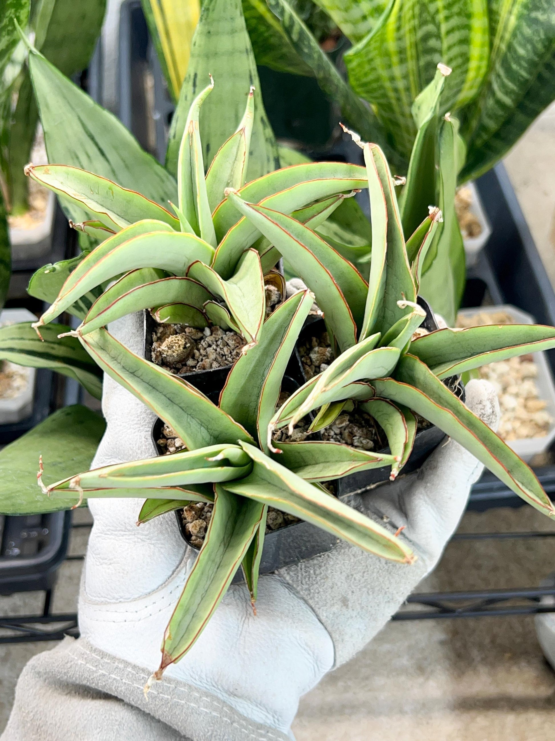 Sansevieria Chao Praya (#AC43) | Imported Indoor Snake Plant | 2" Planter