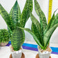 Sansevieria Moonshine Mutant | Choose Your Own Rare Plant