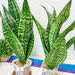 Sansevieria Moonshine Mutant | Choose Your Own Rare Plant
