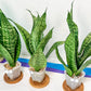 Sansevieria Moonshine Mutant | Choose Your Own Rare Plant